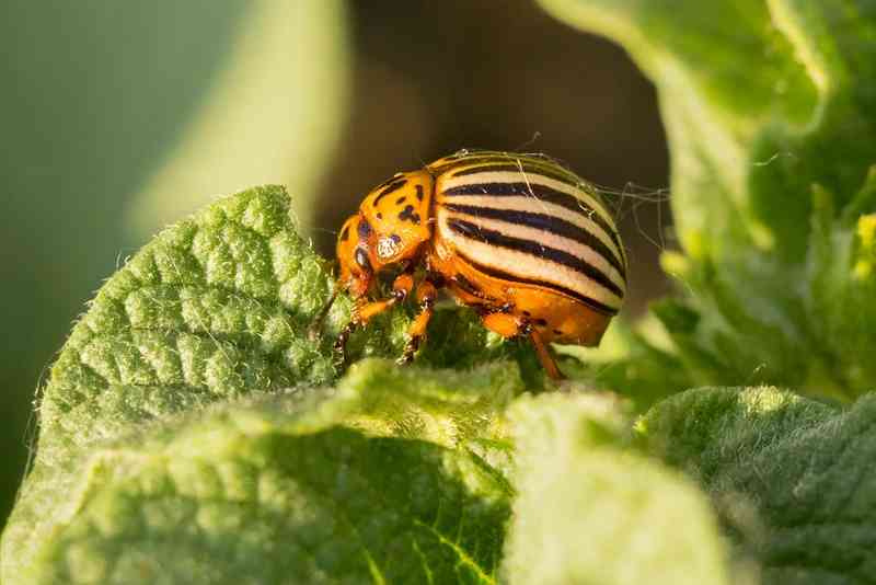 colorado potato beetle - arthropods with detailed facts including diet, lifespan, weight and habitat information